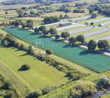 Investicijska prilika – uhodana plantaža EKO borovnice (3,5 ha, 12.000 sadnica) - Gornji Kućan, Varaždin