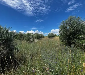 Maslinik u Kavranu - Kavran, Marčana