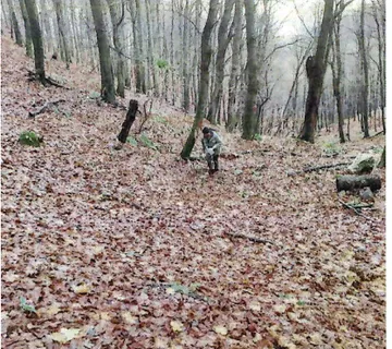 Šuma u Kaniži - Kaniža, Ivanec