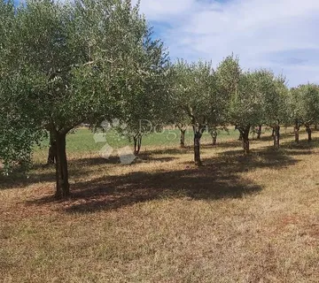 Prekrasno imanje u Marčani - Marčana