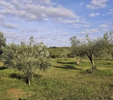 Maslenik kod Rovinjskog sela - Rovinjsko Selo, Rovinj
