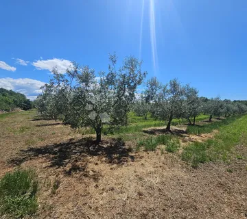 MASLINIK -500m od mora - Tar, Tar-Vabriga