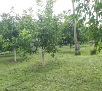 Ograđen voćnjak s nasadom oraha i lješnjaka! - Suza, Kneževi Vinogradi