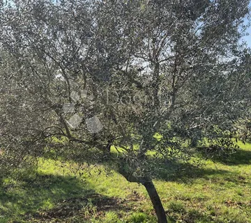 Građevinsko zemljište 2,5 km od Duge Uvale - Peruški, Marčana