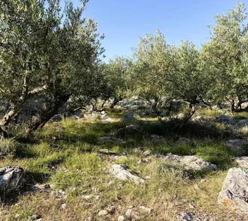 Krk, Maslinik Sa 70 Maslina - Kornić, Krk