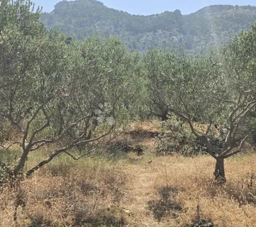 Građevno zemljište - maslinik, Vrisnik - Hvar