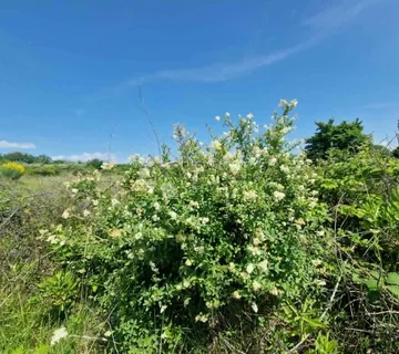 MURVICA - Poljoprivredno zemljište 2182 m2 - Murvica, Poličnik
