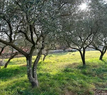 VODNJAN – prostrana ravna parcela, suhozid, masline