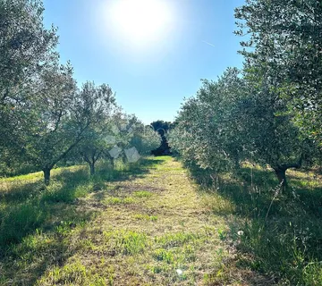 ROVINJ – rjetkost, odličan maslinik 300 m od mora