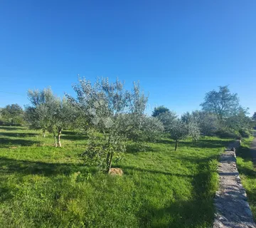 Građevinsko zemljište s mediteranskim ugođajem i maslinama – blizina Poreča - cover