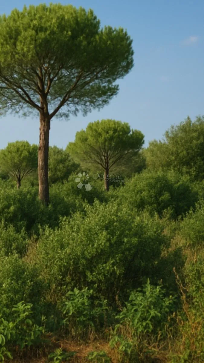 Fotografija