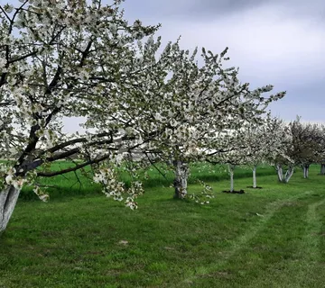 SUPER PRILIKA: nasade oraha i trešanja — odlična investicija! - cover