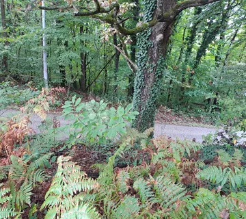 Kestenova šuma, dvorište, kućica - cover