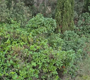 Poljoprivredno zemljište od 254 m2- savršeno za sadnju i rekreaciju - cover