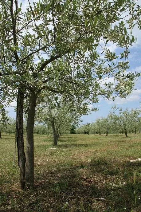 Fotografija
