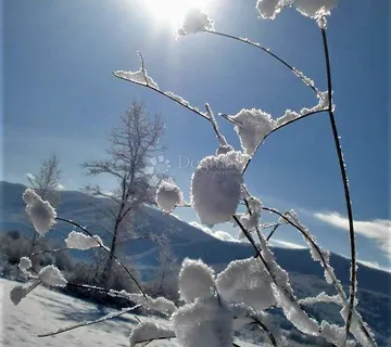 Prostran šumski posjed - cover