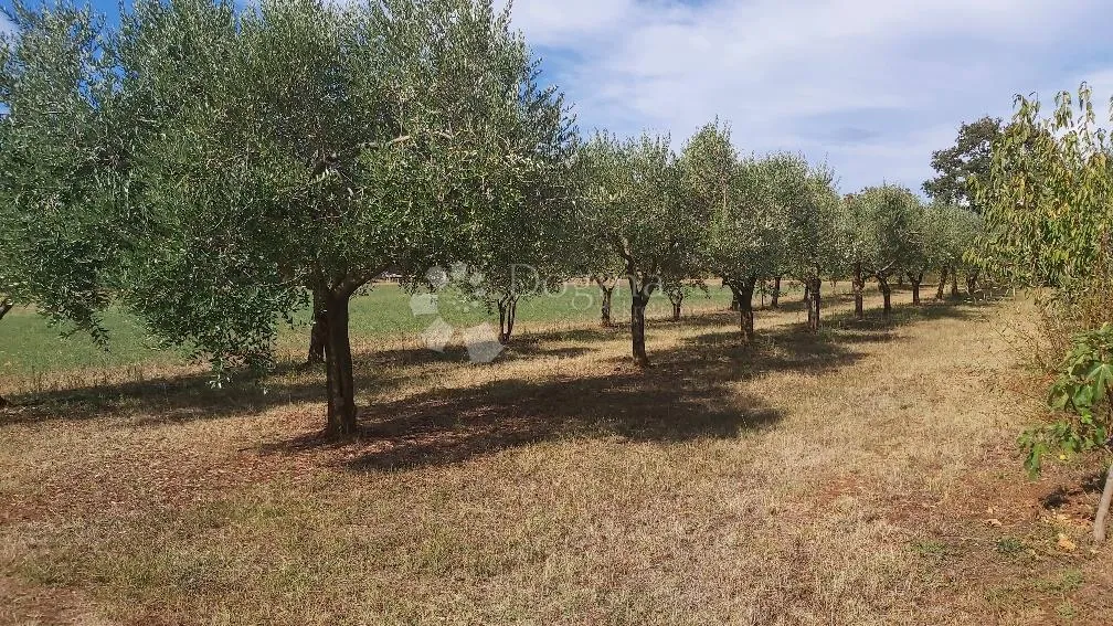 Fotografija