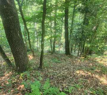 Šuma 15.966m² na području Maclja - cover