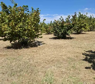 Top imanje 5,2 ha! Lijeska, šljiva, marelica + vikendica - cover