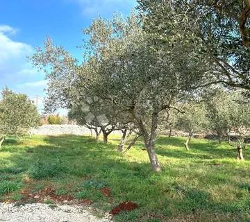 VODNJAN – prekrasna ravna parcela s manjim maslinikom - cover