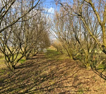 Nasad lješnjaka (istarski + rimski) = kvaliteta + prinos | 4580 m² - cover