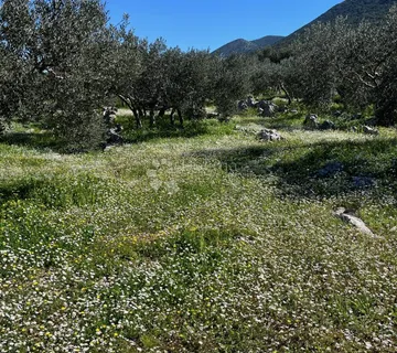 Maslinik u Trpnju, Pelješac - cover