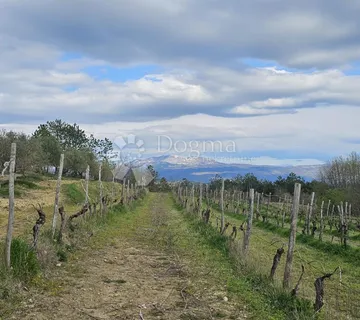 VINOGRAD U OLOICI PAZINA - POGLED NA UČKU I MORE - cover