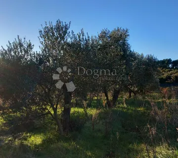 Plodni Maslinik na Rubu Pule - cover