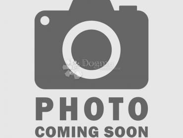 Fotografija