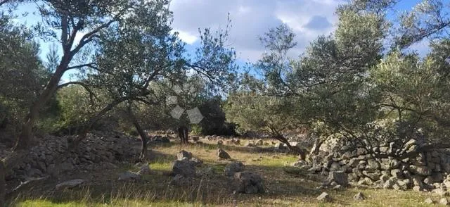 Fotografija