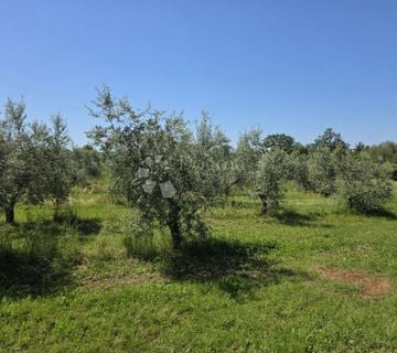 EXKLUZIVNO! KOMBINACIJA GRAĐEVINSKO I POLJOPRIVREDNO ZEMLJIŠTE S MASLINAMA - cover