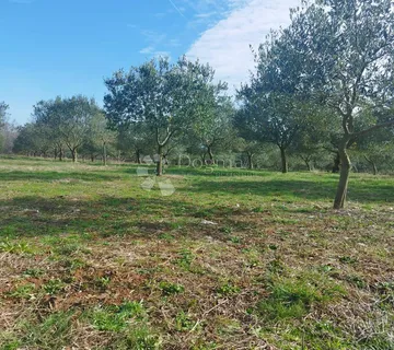 Otok Krk - Maslinik - 320 Stabala Maslina