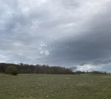 Buje Okolica, Šuma