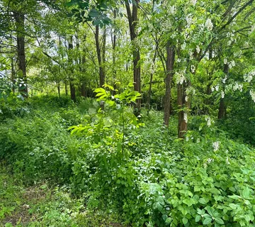 Građevinsko zemljište 2265 m² u Hlapičini - Hlapičina, Mursko Središće