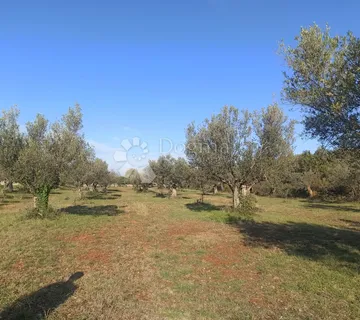 Osunčani maslinik u Fažani - cover