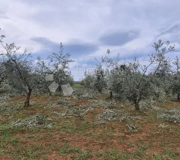 Zemljište sa 60 maslina površine 10200 m2 - Poreč