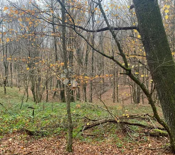 4ha grabove šume u komadu - Blatuša, Gvozd