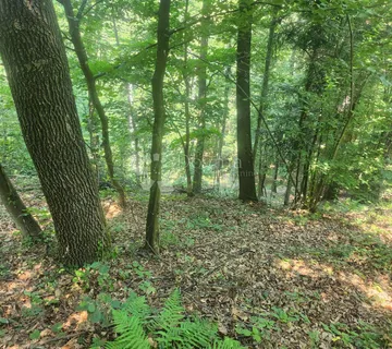 Šuma 15.966m² na području Maclja - Ježovec, Bednja