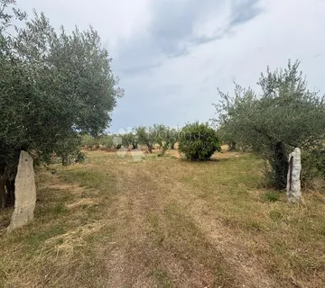 Prekrasno poljoprivredno zemljište u Kašteliru (762 m²) – Masline i priključak vode! - Labinci, Kaštelir - Labinci