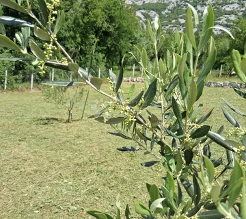 Prekrasno poljoprivredno zemljište - Drivenik, Vinodolska općina