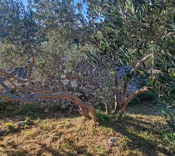 ZABLAĆE - ŠIBENIK - MASLINIK - cover