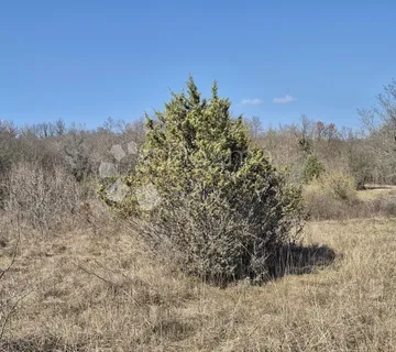 Poljoprivredno zemljište površine 7962 m2 - Manjadvorci, Barban