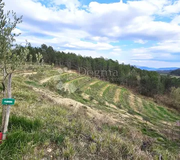 MASLINIK U OKOLICI PAZINA - S POGLEDOM NA MORE - cover