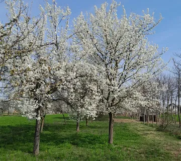 Ravno zemljište s voćkama u zoni gradnje - cover