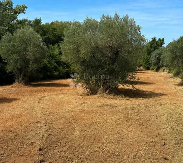 Maslinik na odličnoj lokaciji - BALE