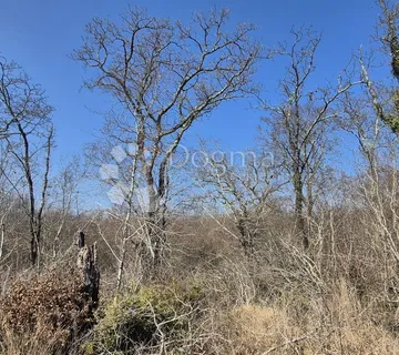 Šumska zemljište i ostaci starog vinograda skriveni od pogleda na 7806 m2 - Glavani, Barban