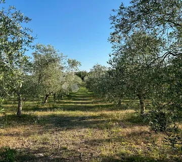 ROVINJ – perfektan maslinik 5 km od Rovinja