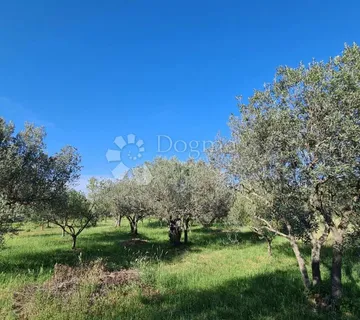 Prekrasan maslenik u Fažani - Valbandon, Fažana