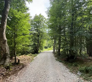 Šuma prodaja- Široka Kula - cover