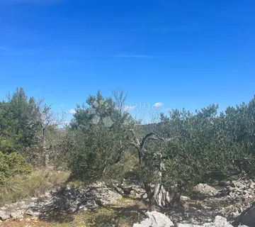 Poljoprivredno zemljište, Maslinik- Dvornice - Dvornica, Rogoznica
